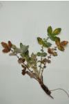 Agrimonia eupatoria