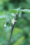Solanum nigrum