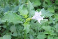 Datura stramonium