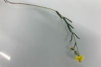 Helianthemum nummularium