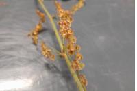 Rumex acetosa