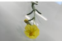 Helianthemum nummularium