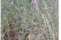 Cirsium arvense