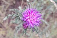 Cirsium arvense