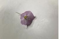 Convolvulus arvensis