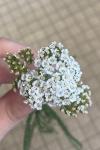 Achillea millefolium