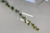 Galium verum