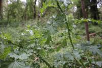Carduus crispus