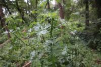 Carduus crispus