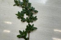 Ligustrum vulgare
