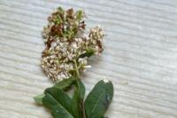 Ligustrum vulgare