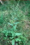 Rumex conglomeratus