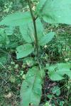 Rumex conglomeratus