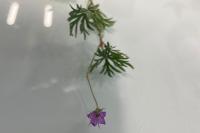 Geranium columbinum
