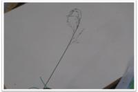 Poa nemoralis