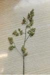 Dactylis glomerata