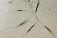 Anisantha sterilis