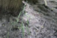 Anisantha sterilis
