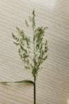 Poa trivialis