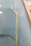 Elymus caninus