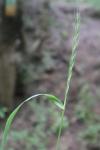 Elymus caninus
