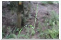 Elymus caninus