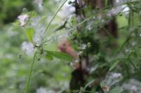 Galium aparine