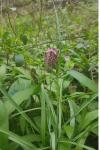 Fritillaria meleagris