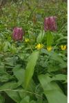 Fritillaria meleagris
