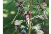 Himantoglossum hircinum