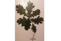 Quercus robur
