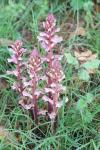 Orobanche hederae