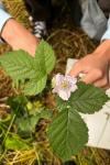 Rubus caesius