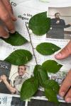 Prunus