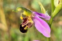Ophrys apifera