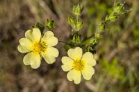 Potentilla recta