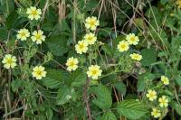 Potentilla recta