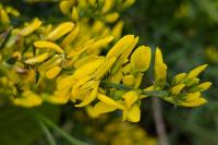 Genista tinctoria