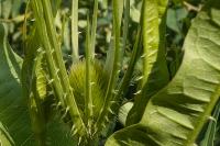 Dipsacus fullonum