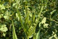 Dipsacus fullonum
