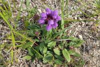 Prunella grandiflora