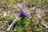Carthamus mitissimus