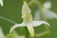 Platanthera bifolia