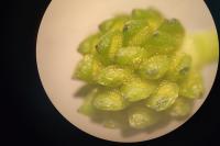 Ranunculus ophioglossifolius