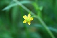 Ranunculus ophioglossifolius