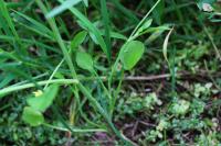 Ranunculus ophioglossifolius