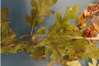 Crataegus monogyna