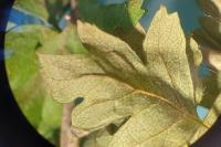 Crataegus monogyna