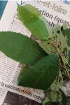 Prunus avium