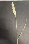 Holcus lanatus